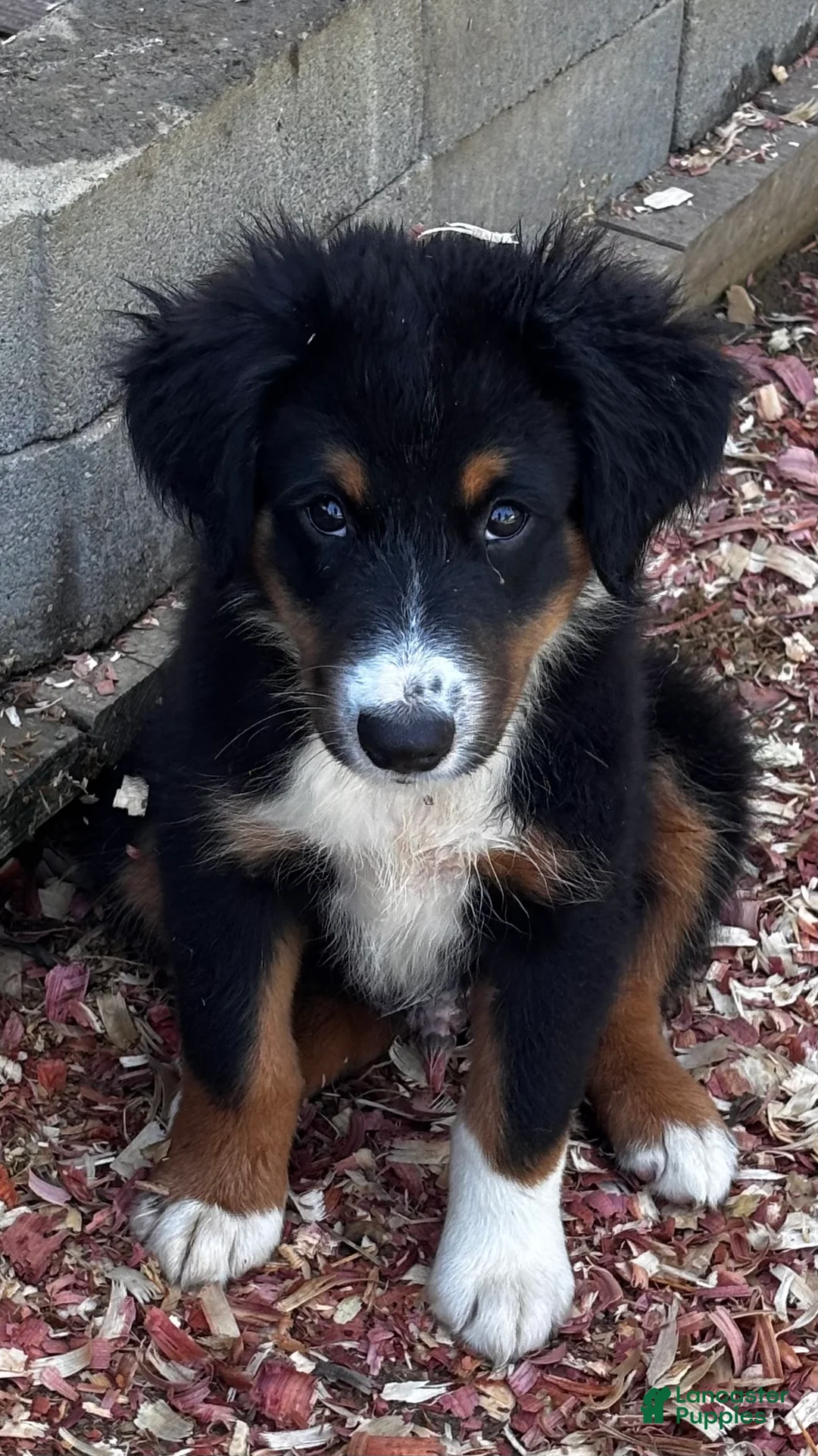 Miniature Australian Shepherd dogs for sale: #10 Winston - Ad 2