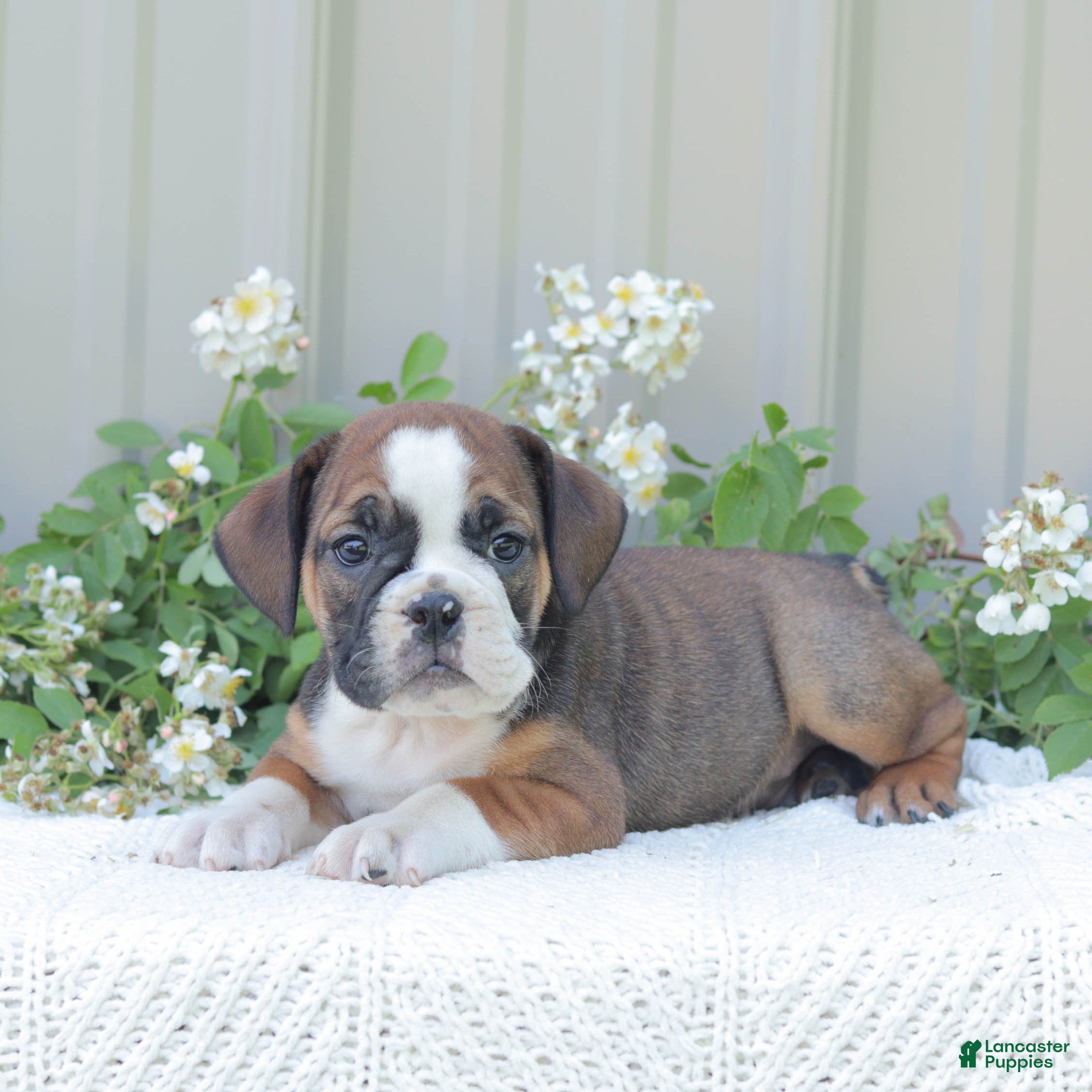 English Bulldog dogs Jasper - Ad 1