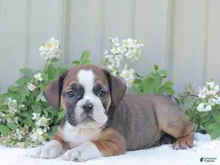 English Bulldog dogs for sale: Jasper - Ad 2