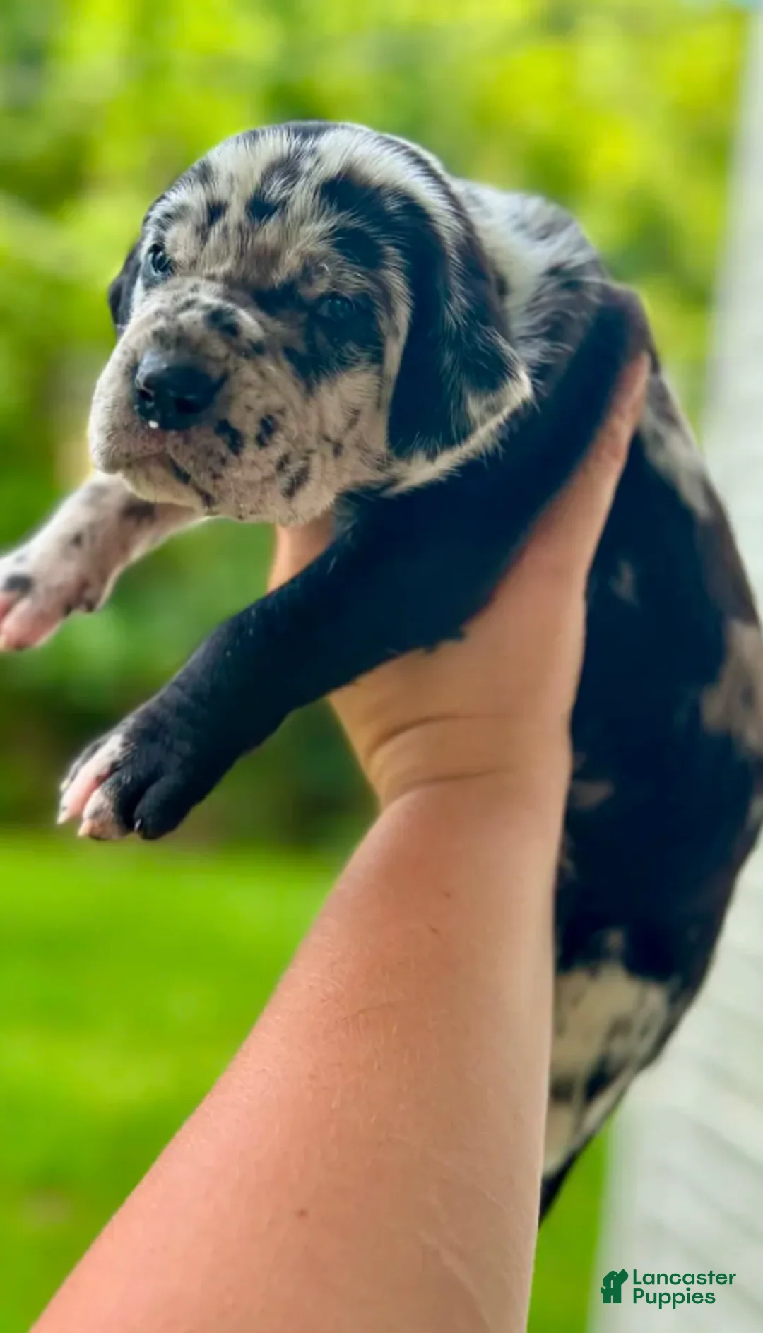 Great Dane dogs for sale: Justice - Ad 2