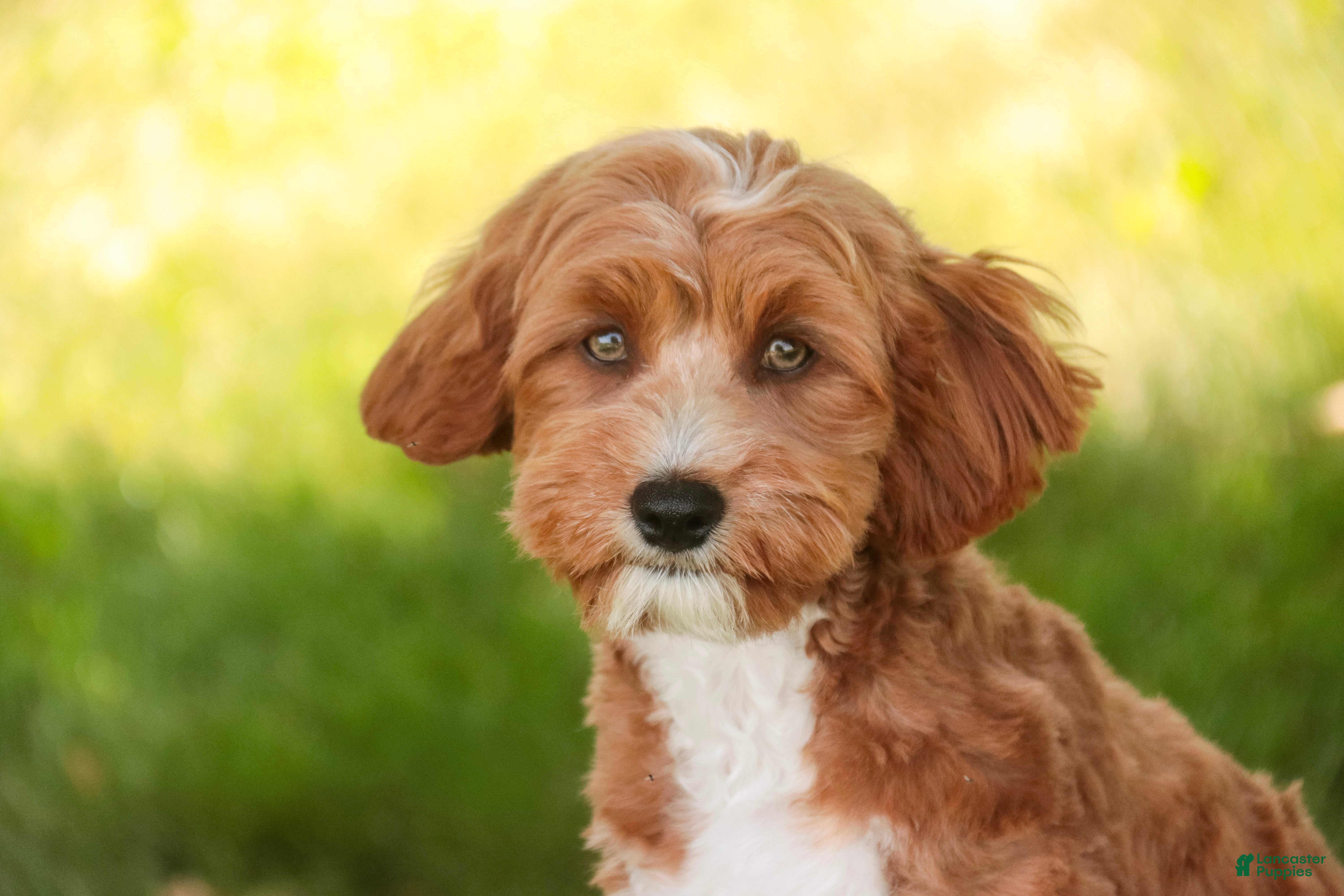 Cavapoo dogs Herbie - Ad 2