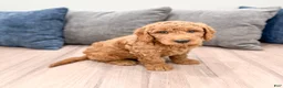 Mini Goldendoodle dogs for sale: Bentley - Ad 3
