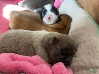 Shih Tzu dogs Shih Tzu Puppy 3 - Ad 39