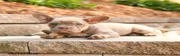 Frenchton dogs for sale: Zoey - Ad 3