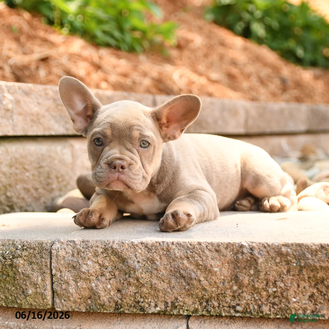 Frenchton dogs for sale: Zoey - Ad 3