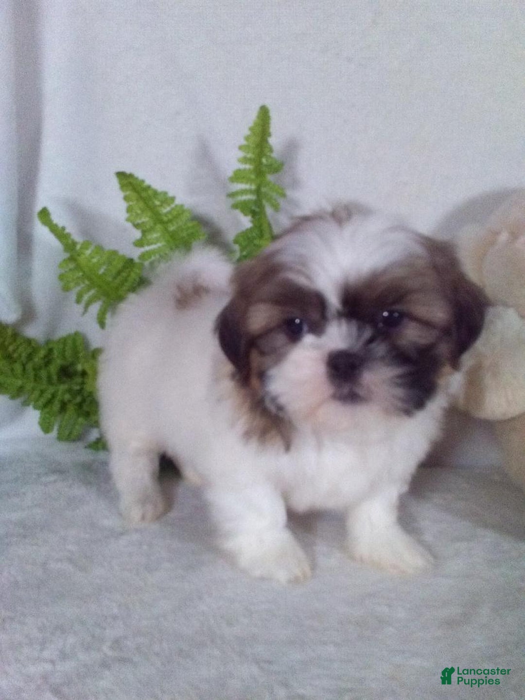 Shih Tzu dogs for sale: Cleo - Ad 3