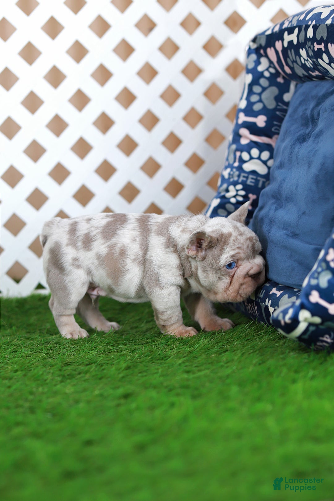 French Bulldog dogs for sale: Martin  - Ad 8