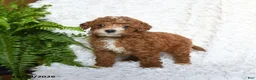Toy Poodle dogs for sale: Amber - Ad 2
