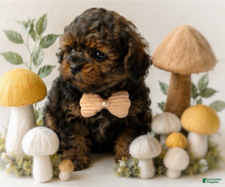 Shihpoo dogs Dexter - Ad 2