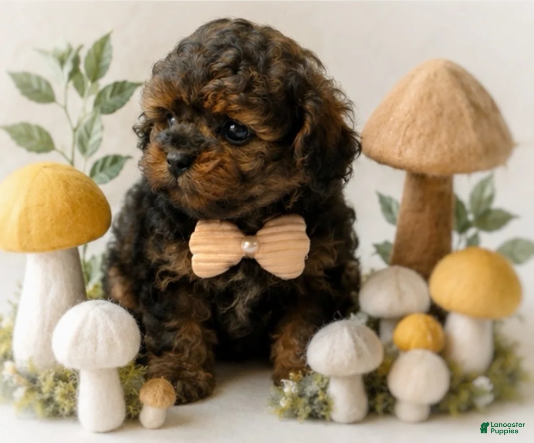 Shihpoo dogs for sale: Dexter - Ad 2