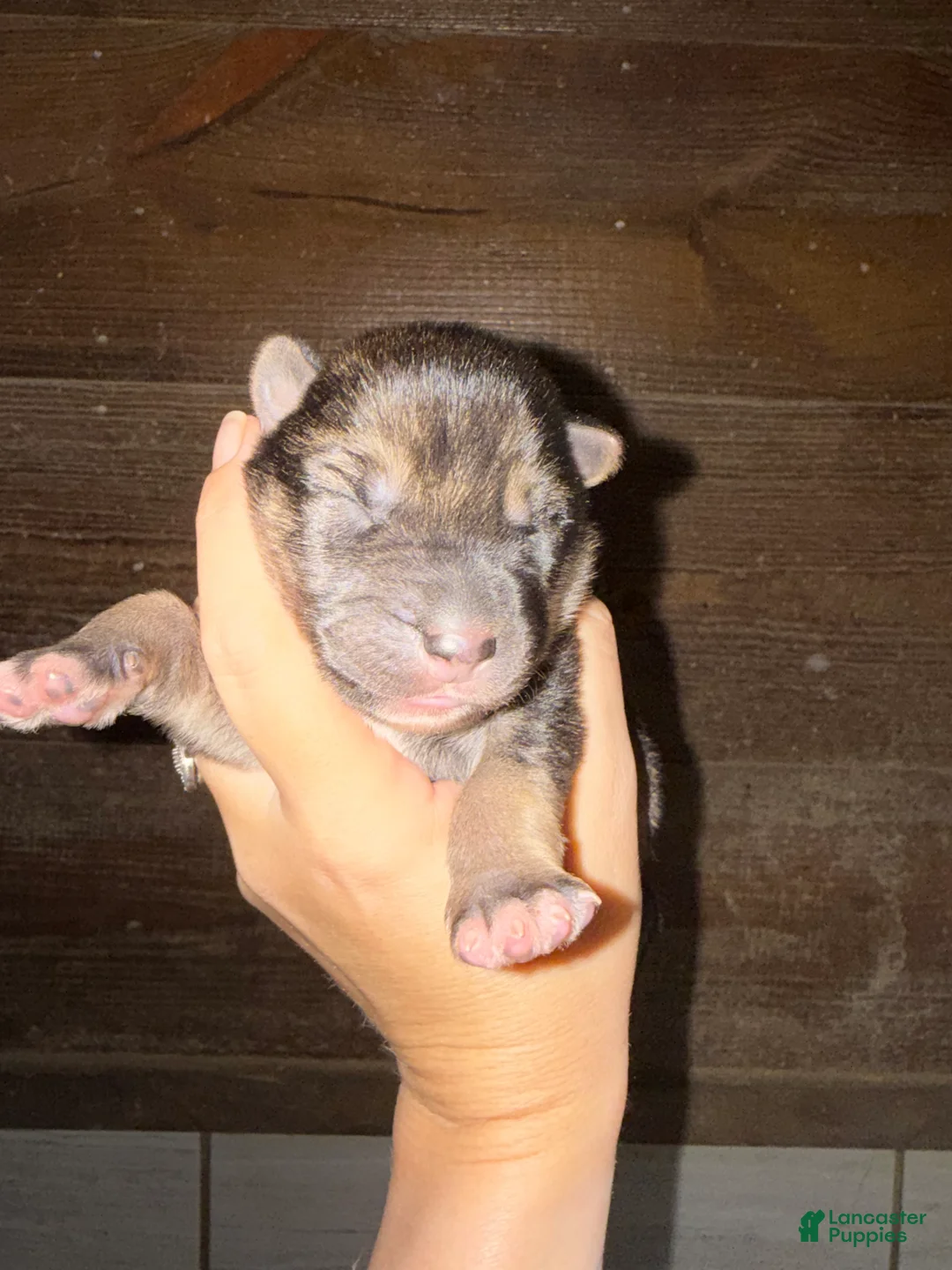 Gerberian Shepsky dogs for sale: Severus - Ad 8