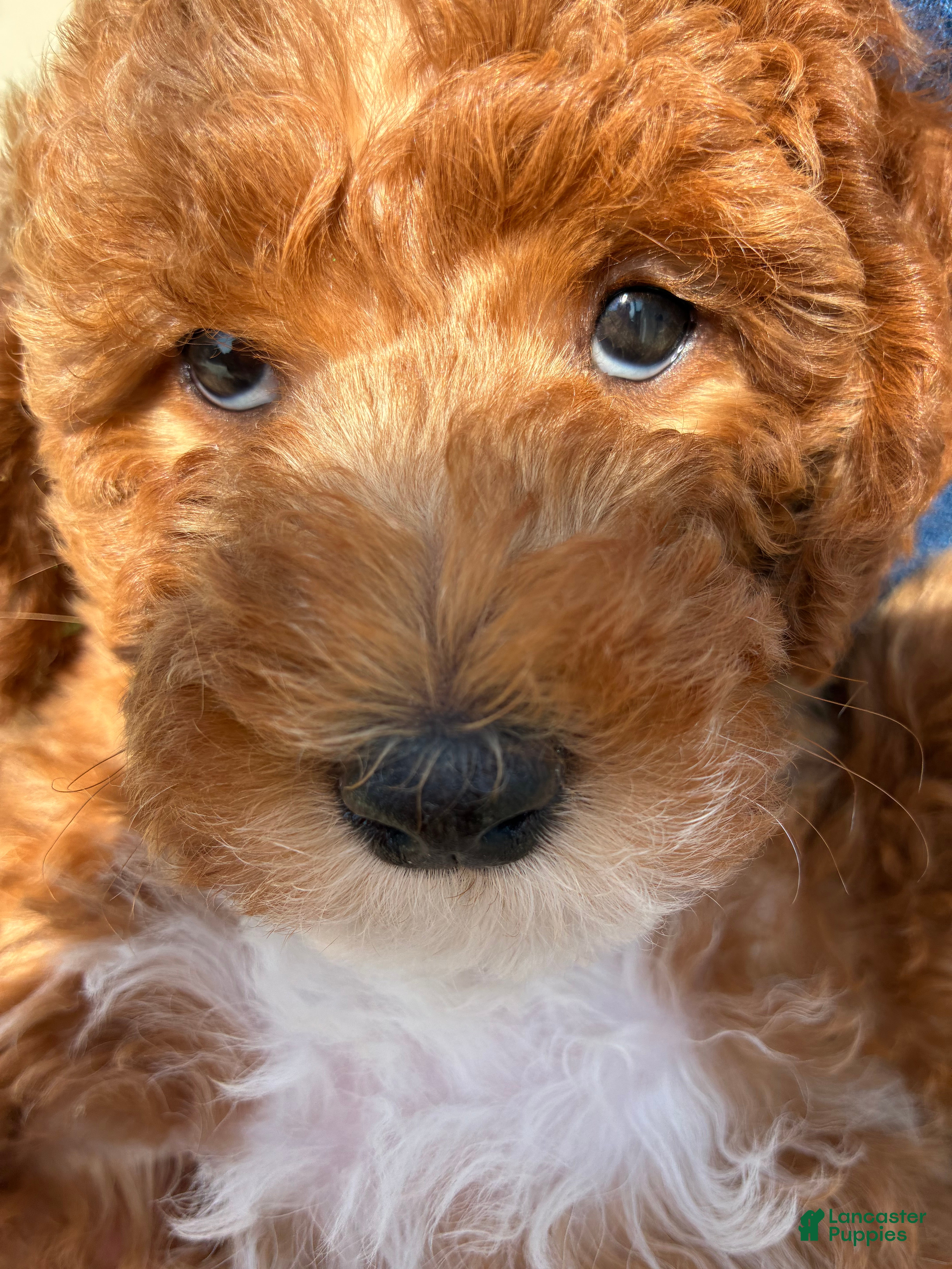 Double Doodle dogs To be Decided - Ad 4