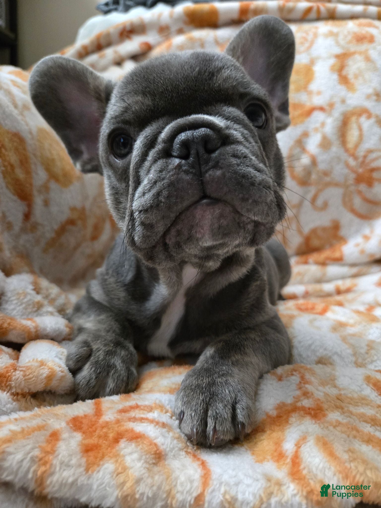 French Bulldog dogs Blu  - Ad 39