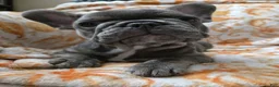 French Bulldog dogs for sale: Blu  - Ad 1