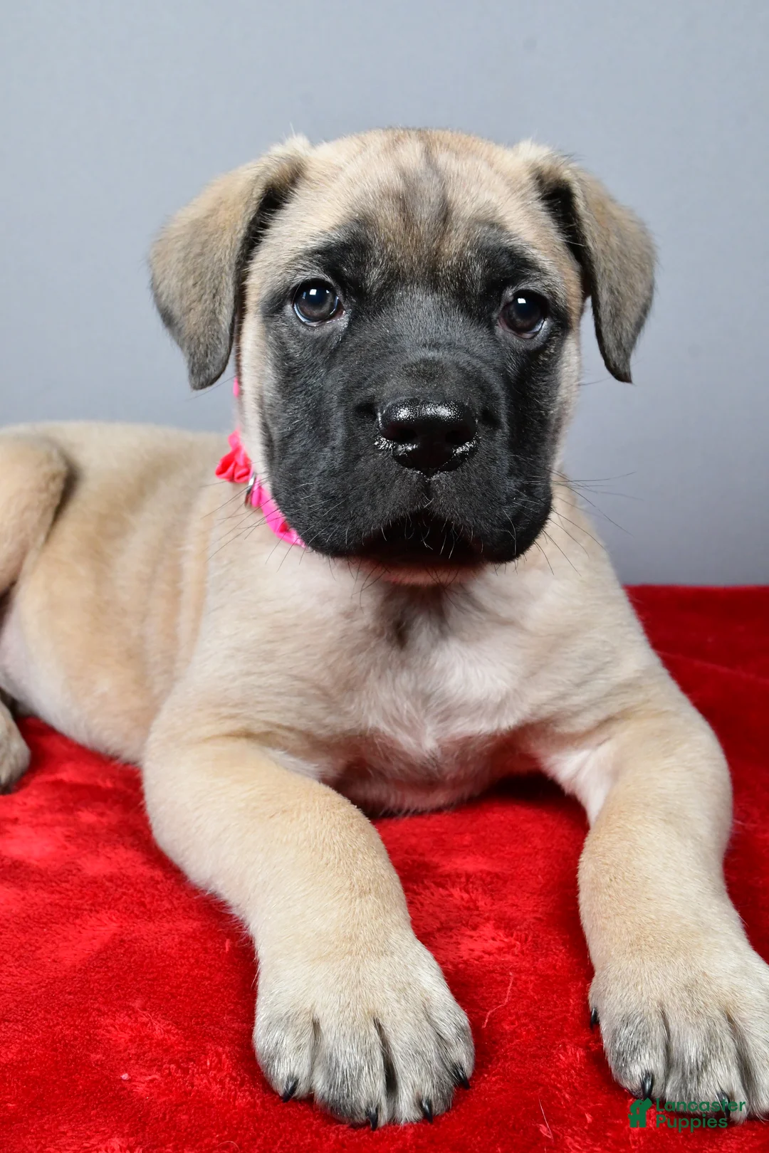 English Mastiff dogs for sale: Heidi - Ad 3