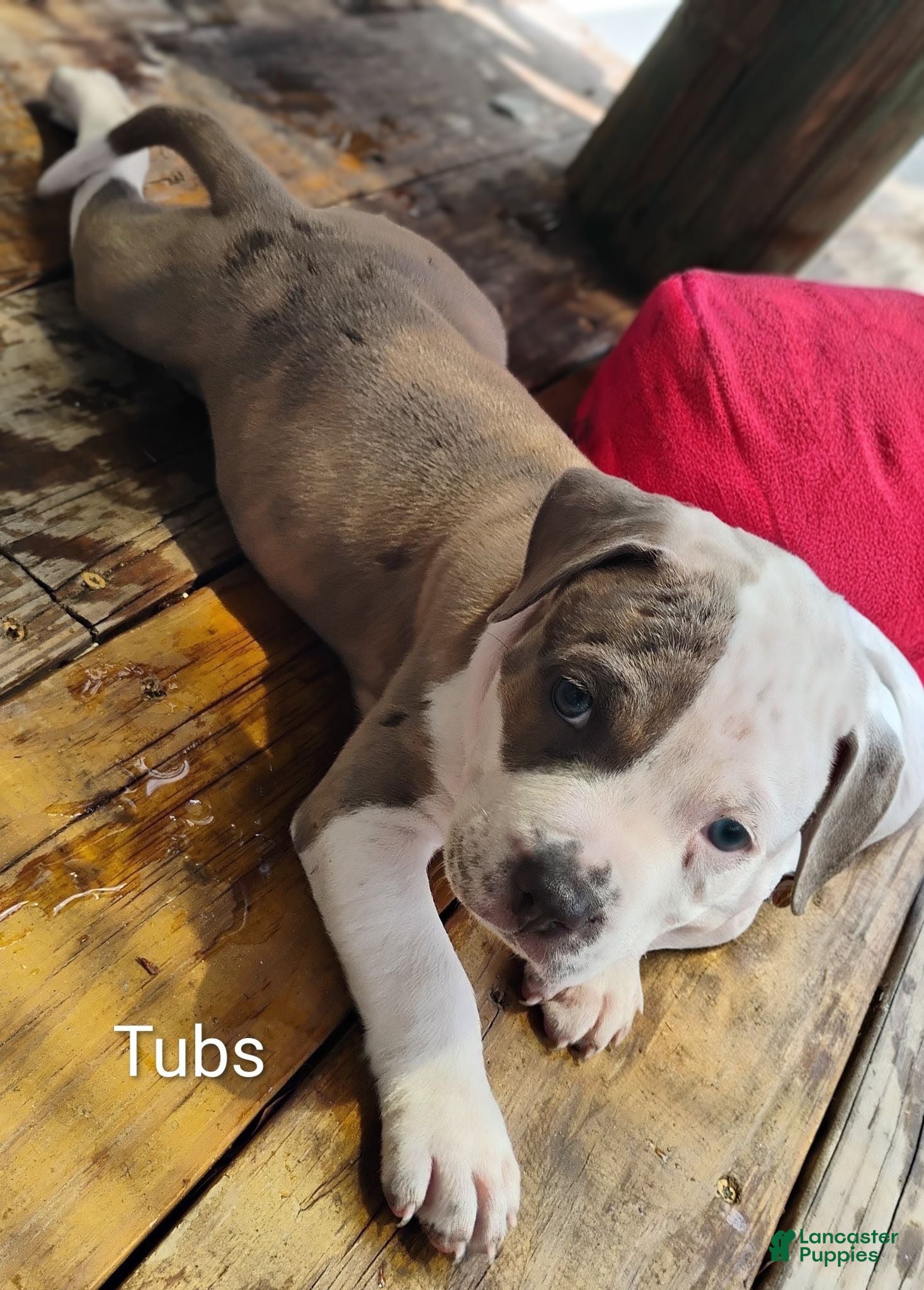 American Pit Bull Terrier dogs American Pit Bull Terrier 4 - Ad 10