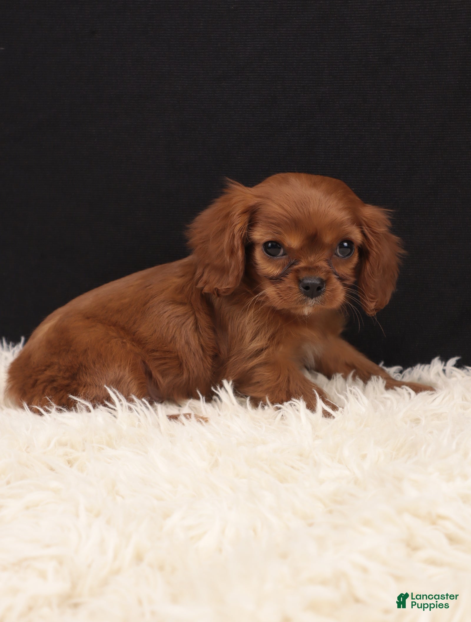 Cavalier King Charles Spaniel dogs ABBY  - Ad 2
