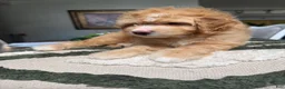 Mini Goldendoodle dogs for sale: Mini Goldendoodle 4 - Ad 3