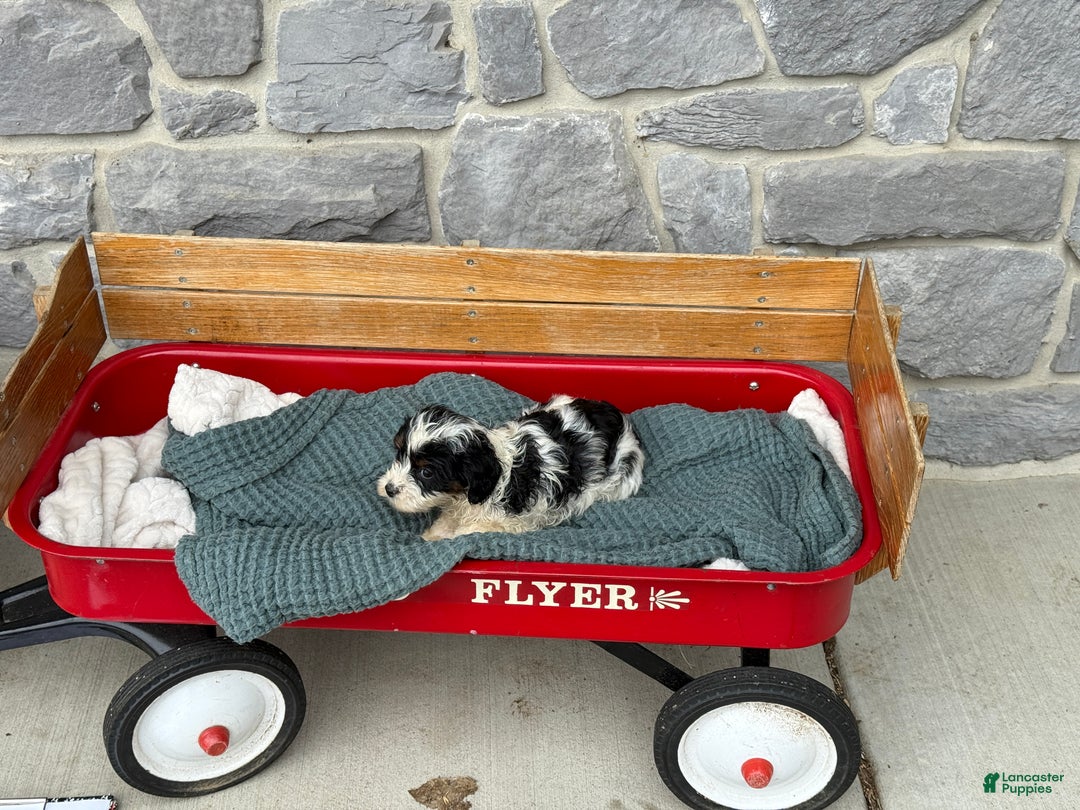 Cavapoo dogs for sale: Arlo - Ad 32