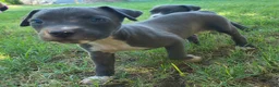 American Pit Bull Terrier dogs for sale: Luna - Ad 2