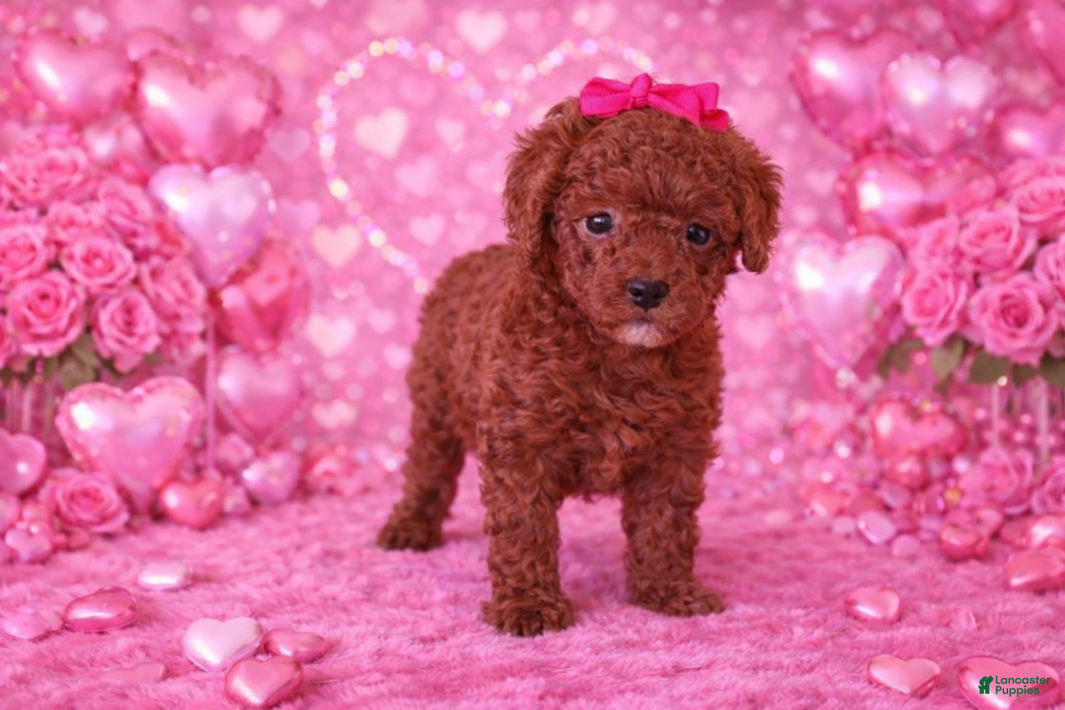 Miniature Poodle dogs Rose - Ad 36