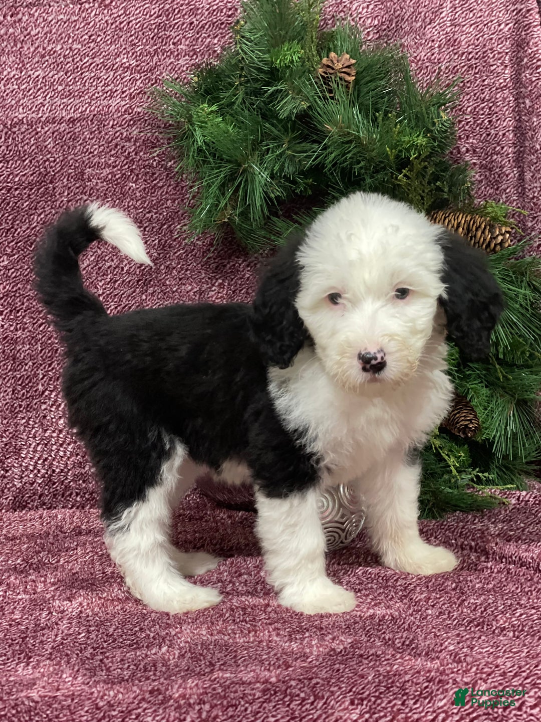 Sheepadoodle dogs for sale: Kenzie - Ad 4