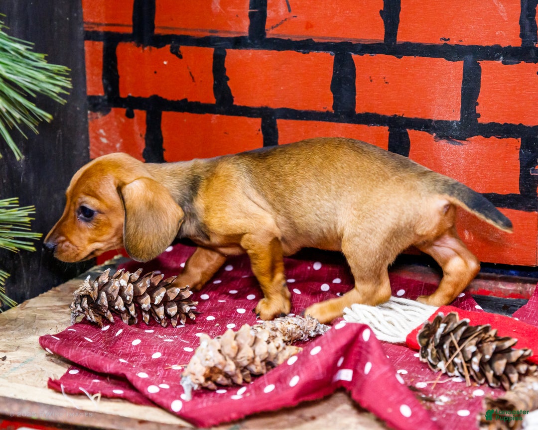 Miniature Dachshund dogs for sale: Willow - Ad 11