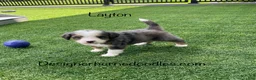 Mini Bernedoodle dogs for sale: Layton  - Ad 4