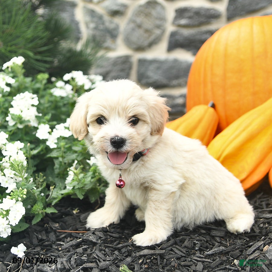 Maltipoo dogs Cupcake  - Ad 2
