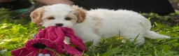Mixed Breed dogs for sale: Pebbles Munchkin Bernedoodle - Ad 7