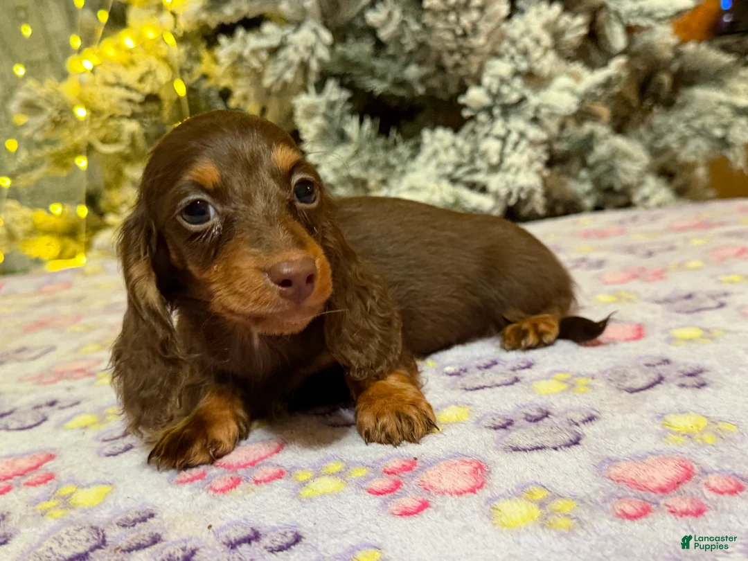 Miniature Dachshund dogs for sale: Ready 12/24/25 - Ad 30