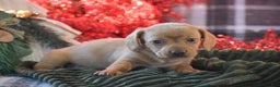Dachshund dogs for sale: Cookie - Ad 6