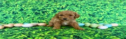 Mini Goldendoodle dogs for sale: Mint Collar  - Ad 3
