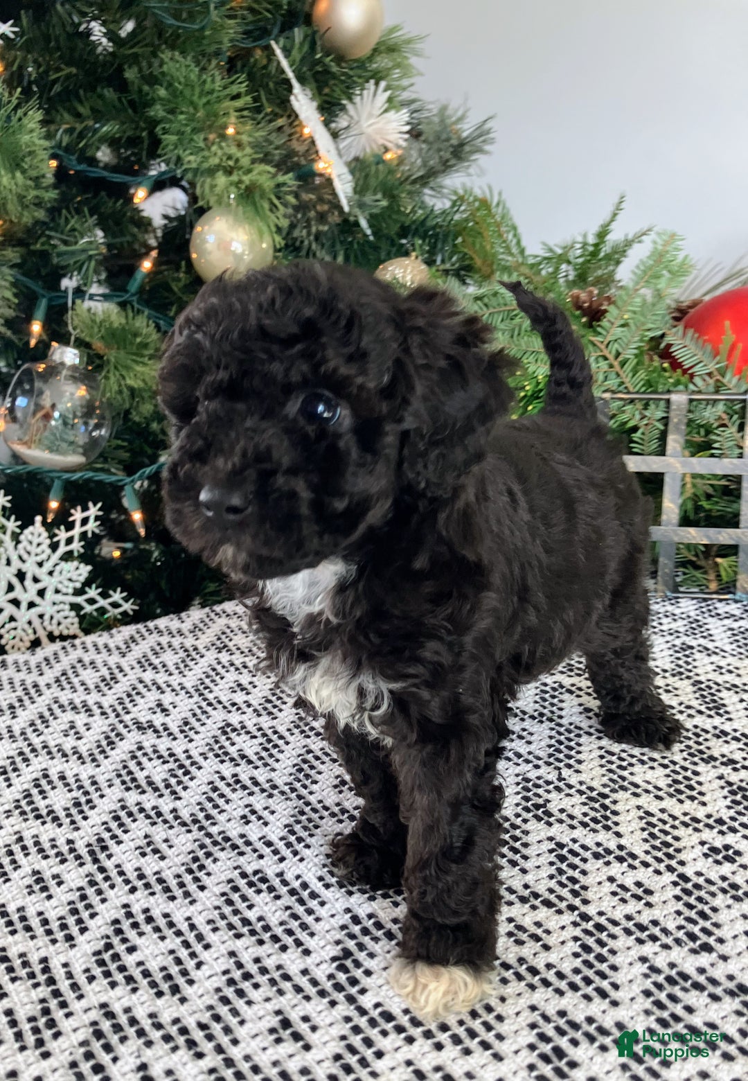 Mini Aussiedoodle dogs for sale: Ace - Ad 4