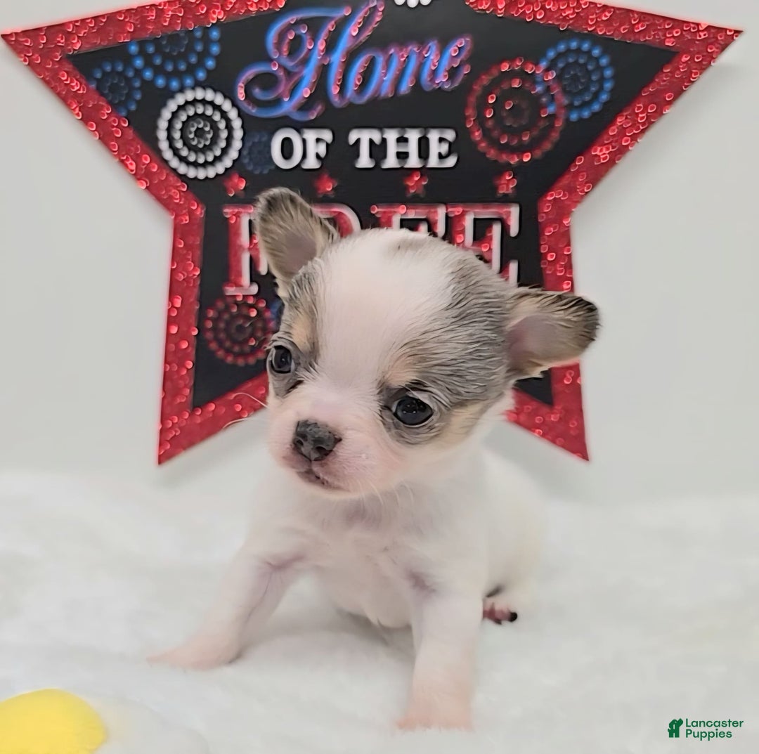 Chihuahua Puppies for sale in Ellington, Missouri Lancaster Puppies