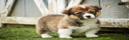 Welsh Corgi Pembroke dogs for sale: Gene - Ad 5