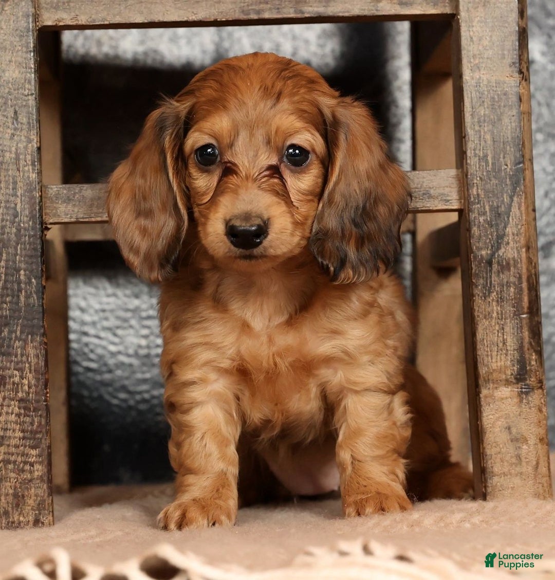 Miniature Dachshund dogs for sale: Anni - Ad 4