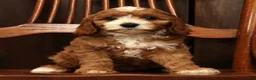 Cavapoo dogs for sale: Fifi - Ad 7