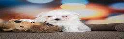 Maltese dogs for sale: Bentley - Ad 7