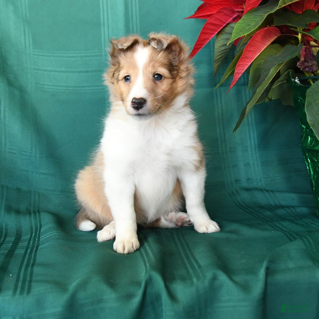 Shetland Sheepdog dogs for sale: Molly - Ad 1