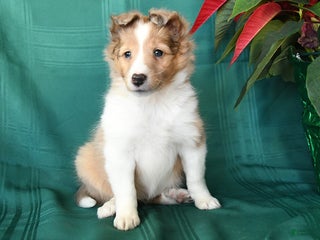 Shetland Sheepdog dogs Molly - Ad 22