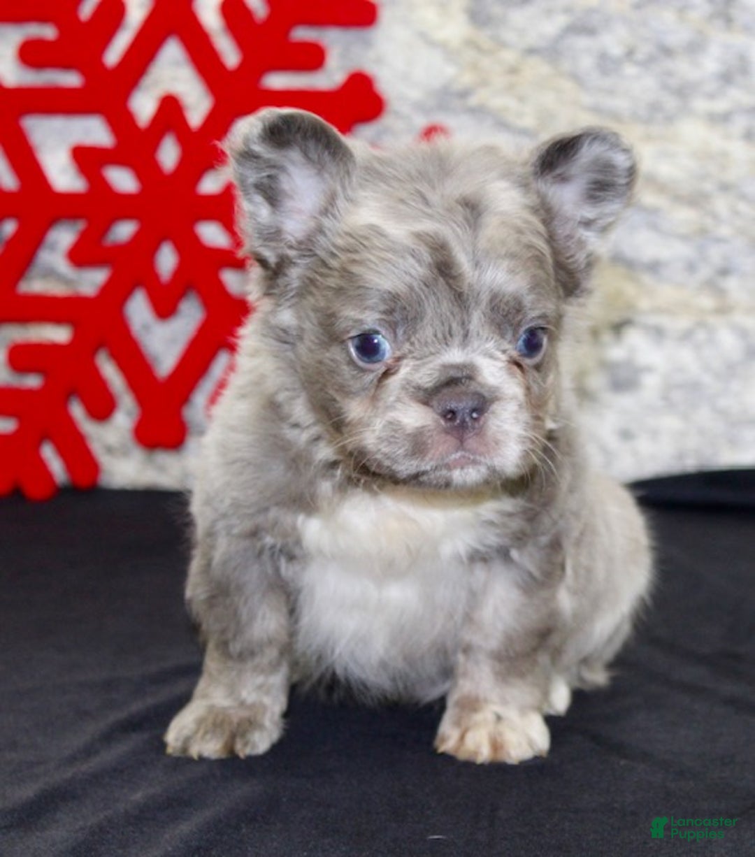 French Bulldog dogs for sale: Ernie - Ad 2