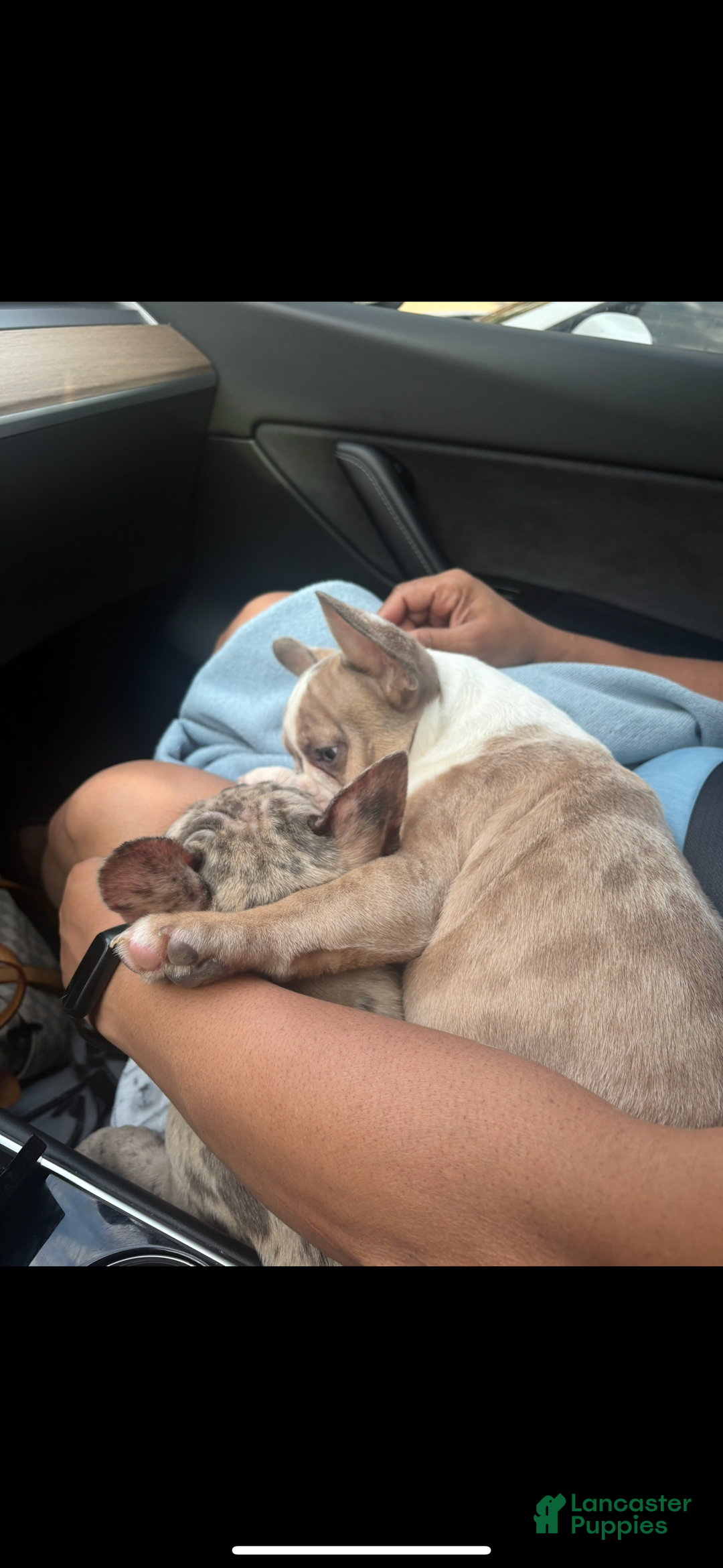 French Bulldog dogs for sale: French Bulldog Puppy 2 - Ad 9