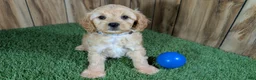 Cavapoo dogs for sale: Kellee Boy 1 - Ad 2