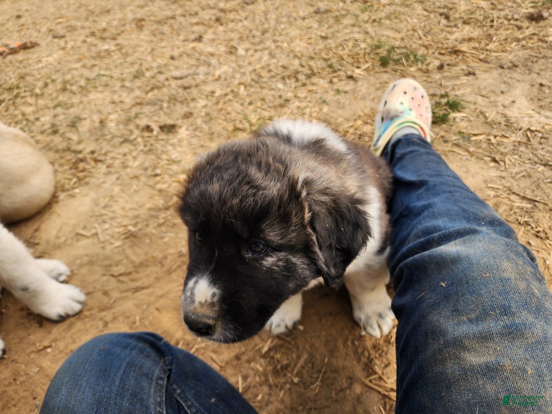 Anatolian Shepherd dogs for sale: Zena 2025 F1 ASD puppy - Ad 2