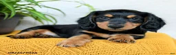 Miniature Dachshund dogs for sale: Colton - Ad 5