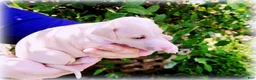 Italian Greyhound dogs for sale: Zara - Ad 4