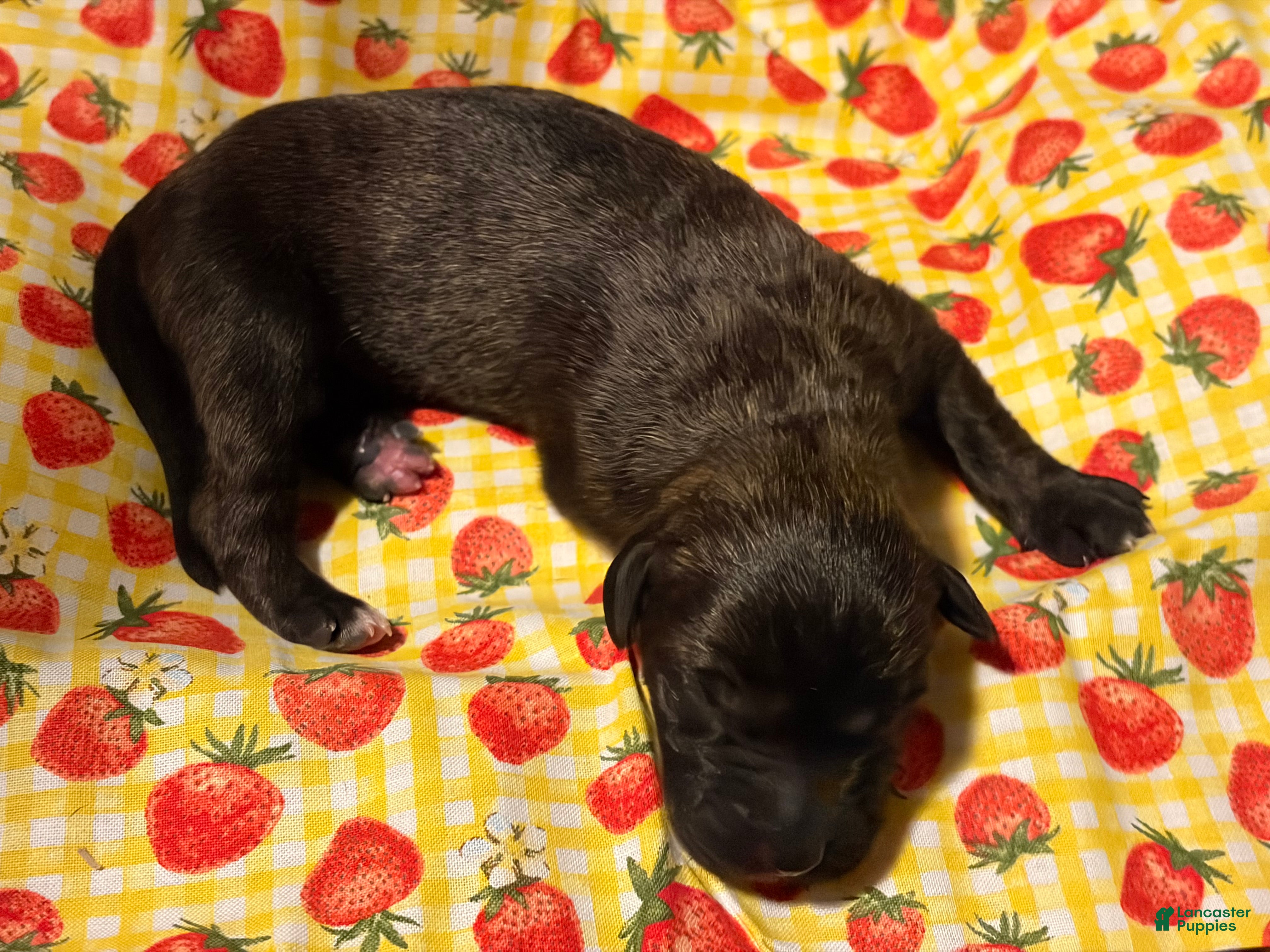 Mixed Breed dogs Lime Girl - Ad 9