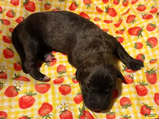 Mixed Breed dogs Lime Girl - Ad 21