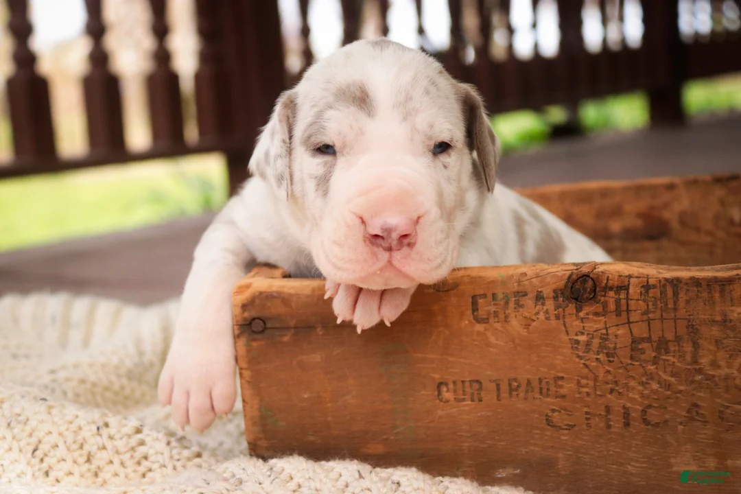 Great Dane dogs for sale: Santiago - Ad 1